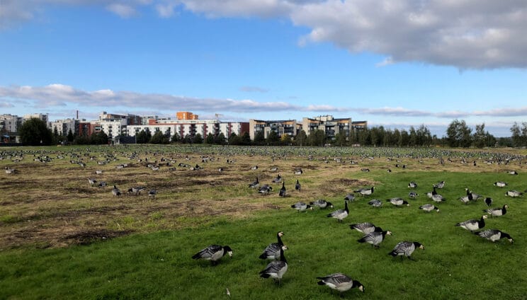 Valkoposkihanhia Arabianrannassa